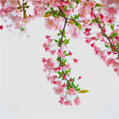 梦宝精灵ar游戏